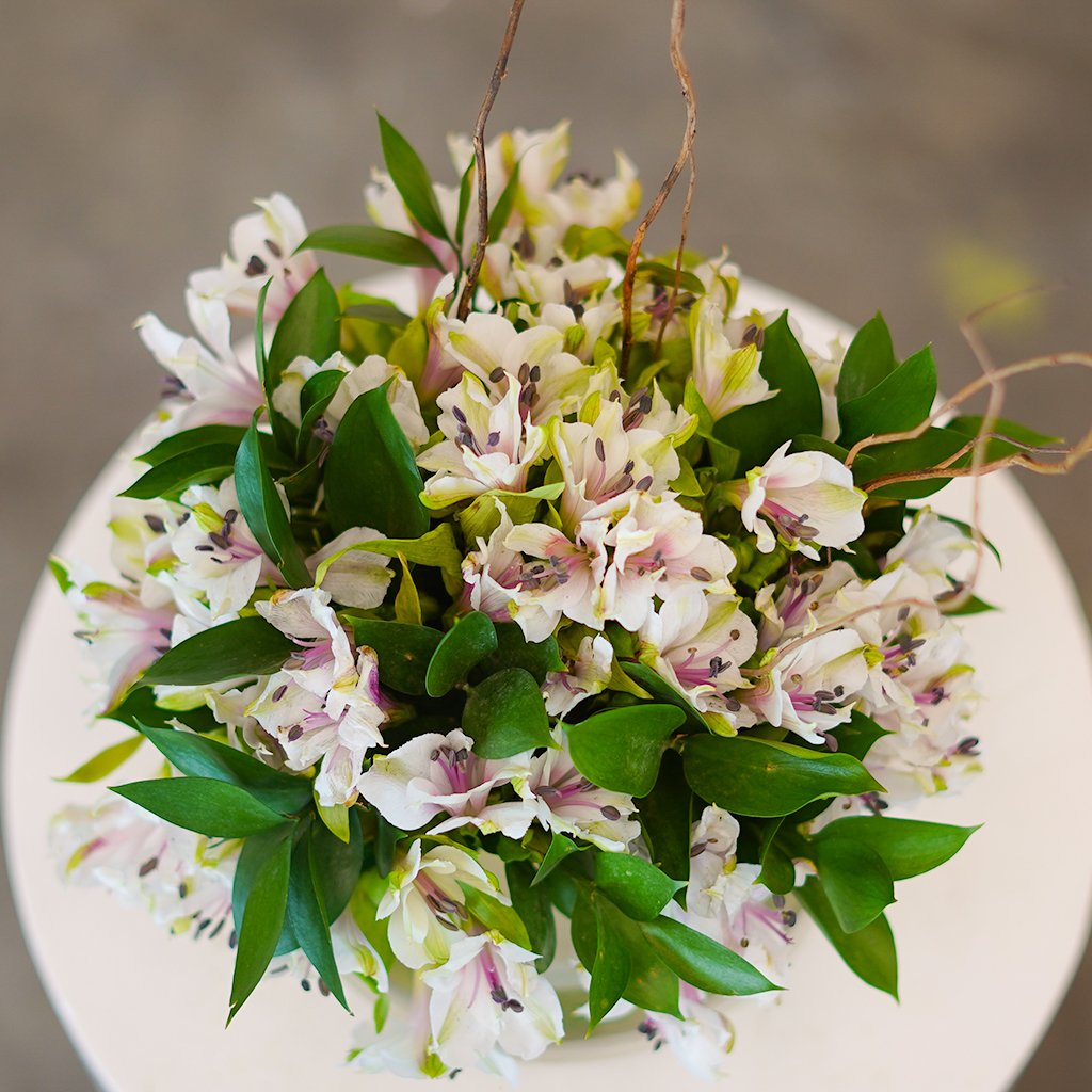 Alstro Elegance Round - Image 2