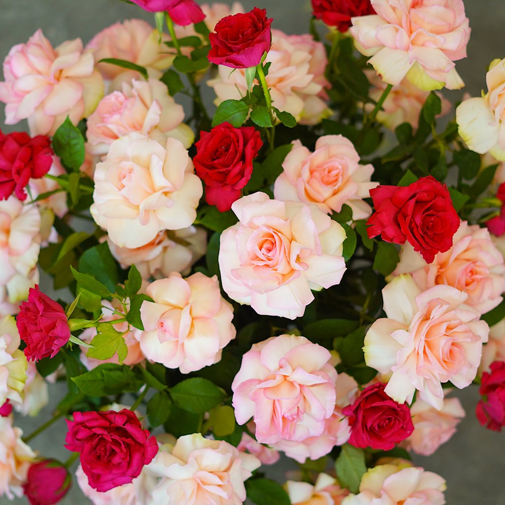 Garden of Grace - Image 2