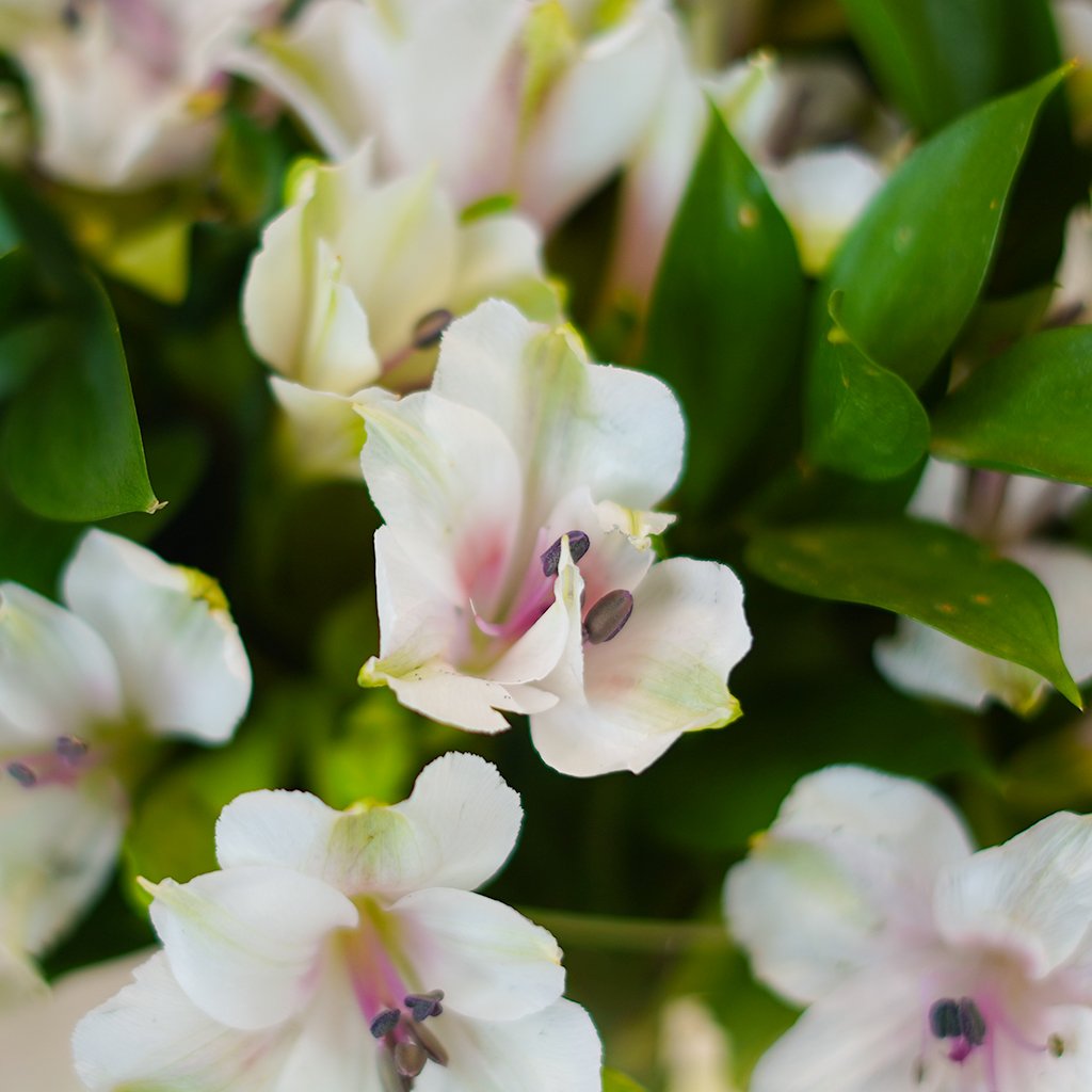 Alstro Elegance Round - Image 4