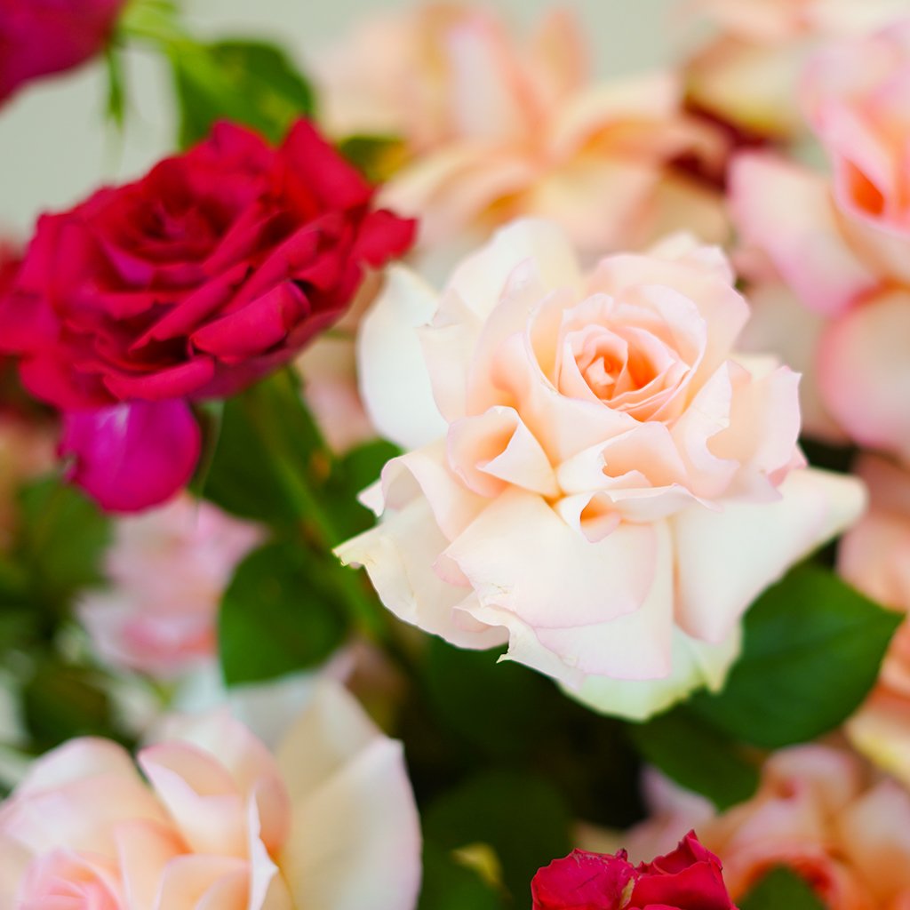 Garden of Grace - Image 4