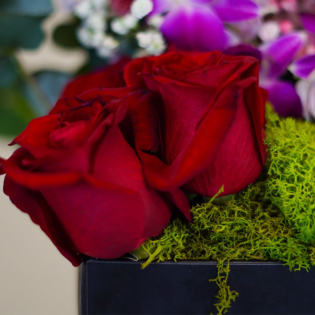 Crimson Velvet Box - Image 4