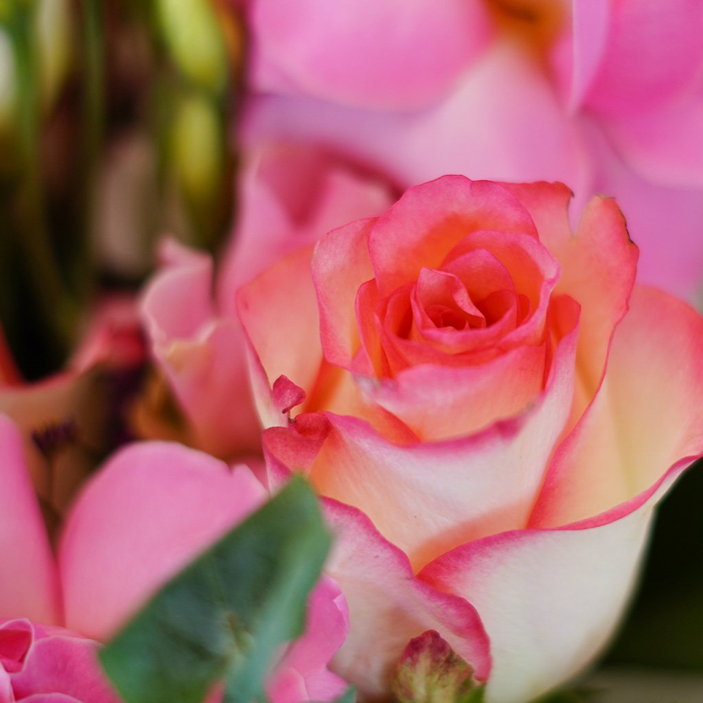 Rose Revival Fantasy - Image 3