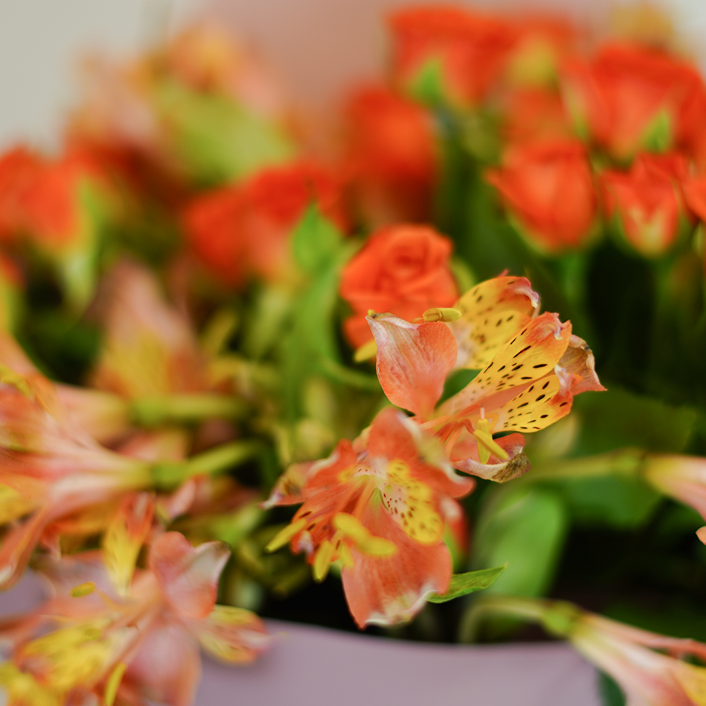 Orange Flame Fiesta - Image 2