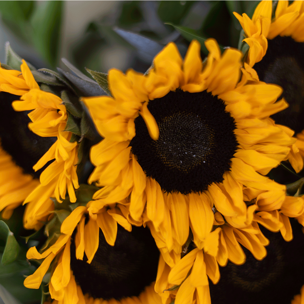 Sunburst Dreams - Image 2