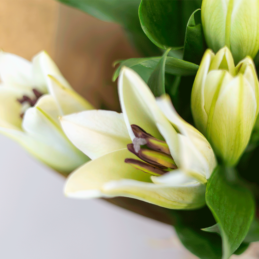 Lily Dewlight - Image 2